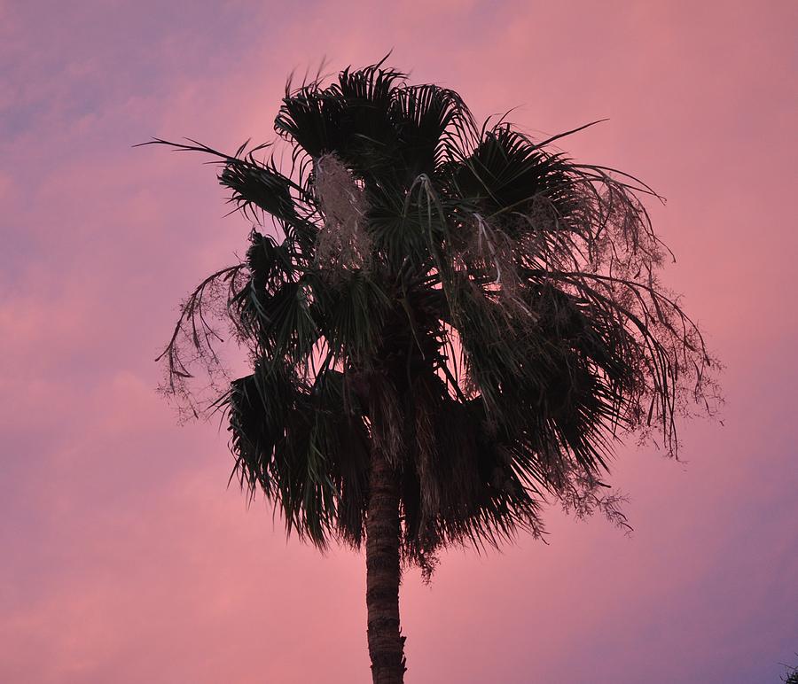 An Unshaved Palm Tree Silhouetted Against Pink Sky Photograph by Jay Milo