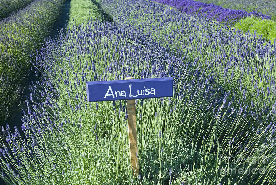 Ana Luisa Lavender Photograph by Richard and Ellen Thane Ana Luisa Lavender Photograph by Richard and Ellen Thane