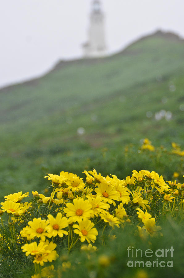 Anacapa Spring by Jeff Loh Anacapa Spring by Jeff Loh
