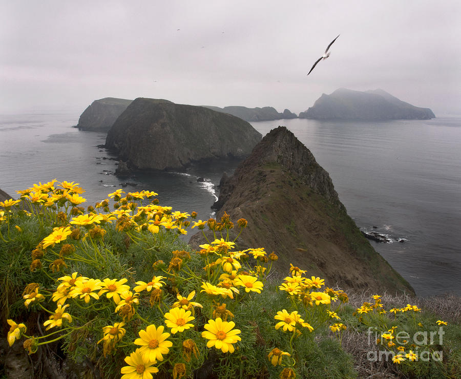 Channel Islands National Park Photograph - Anacapa View by Holly Higbee-Jansen