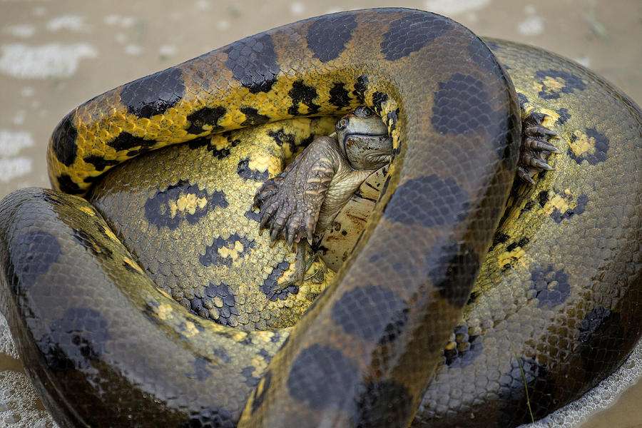 Anaconda Strangling Turtle Photograph by Jean-Michel Labat
