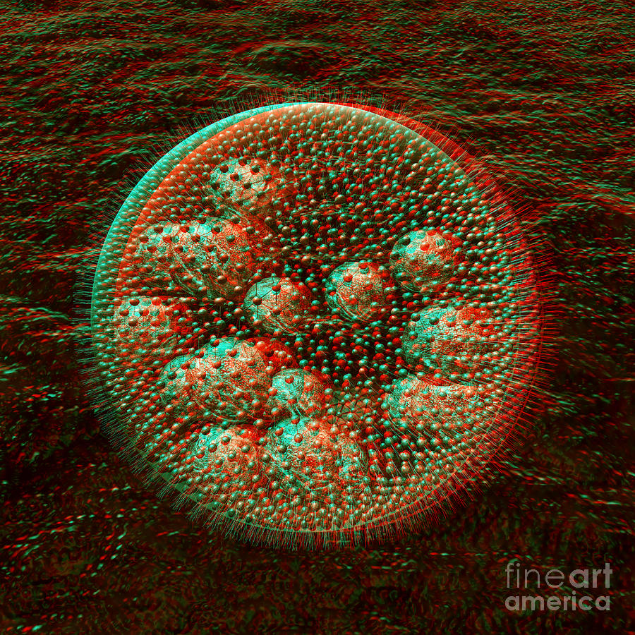 Anaglyph of Volvox a spherical colonial green alga Digital Art by Russell Kightley