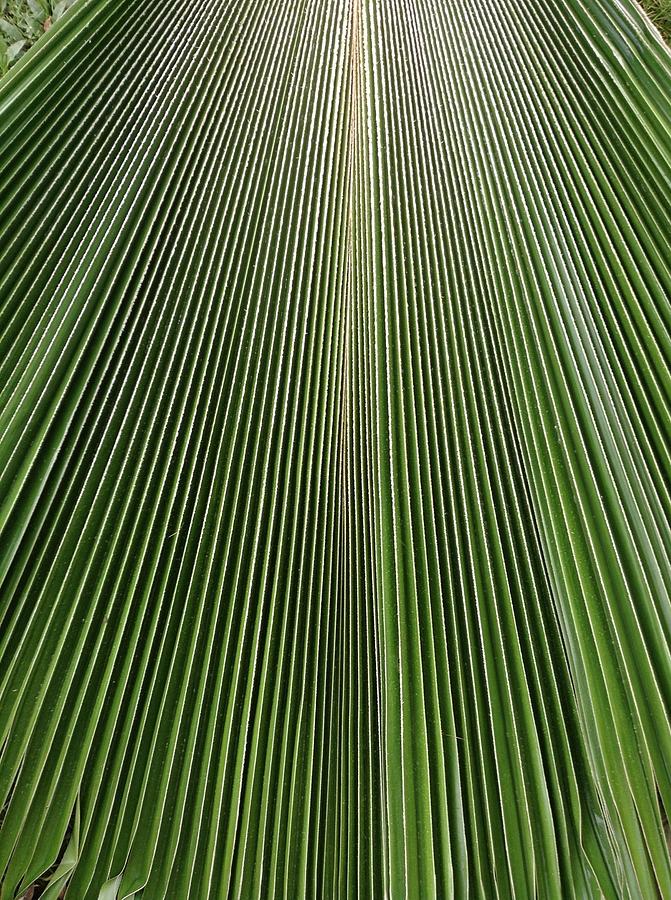 Anahaw Lines Photograph By Dickson Shia - Fine Art America