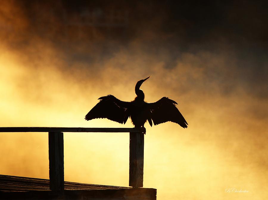 Nature Photograph - Anhinga Sunrise Wingspread by Barbara Chichester