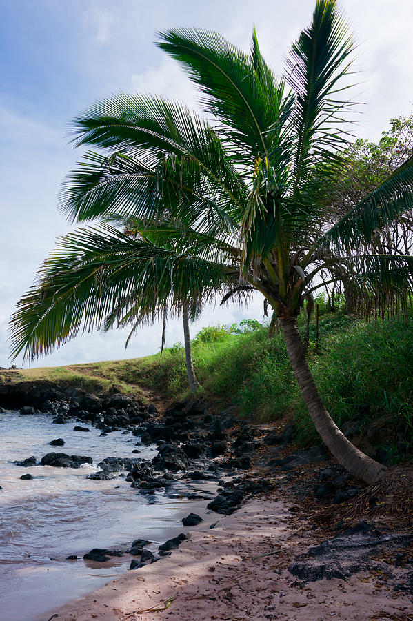 Anakena Palm Photograph by Kent Nancollas