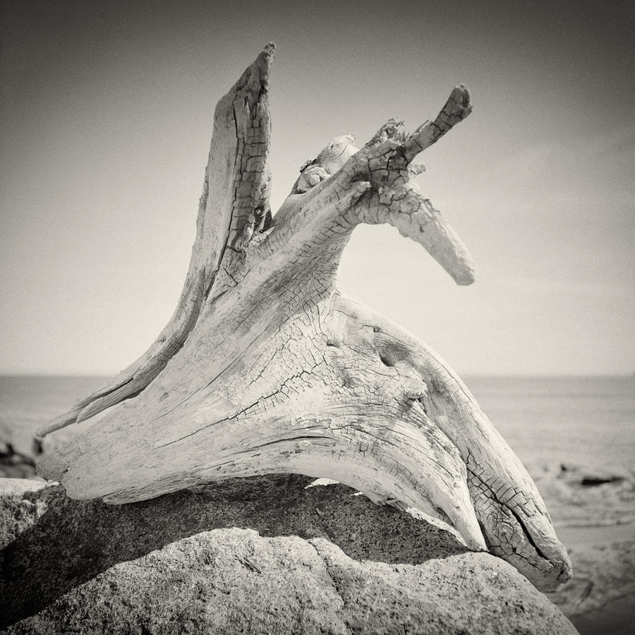 Analog Photography - Driftwood Photograph by Alexander Voss