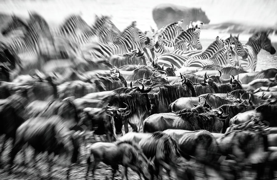 Zebra Photograph - Anarchy by Jaco Marx