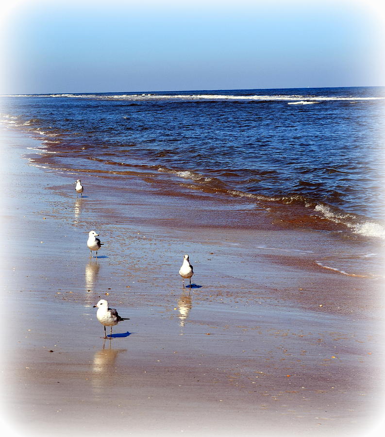 Anastasia Beach Seagulls  Photograph by Sheri McLeroy