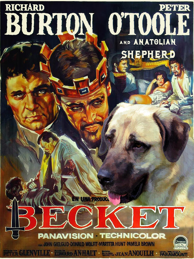Anatolian Shepherd Kangal Art Canvas Print - Becket Movie Poster Painting by Sandra Sij