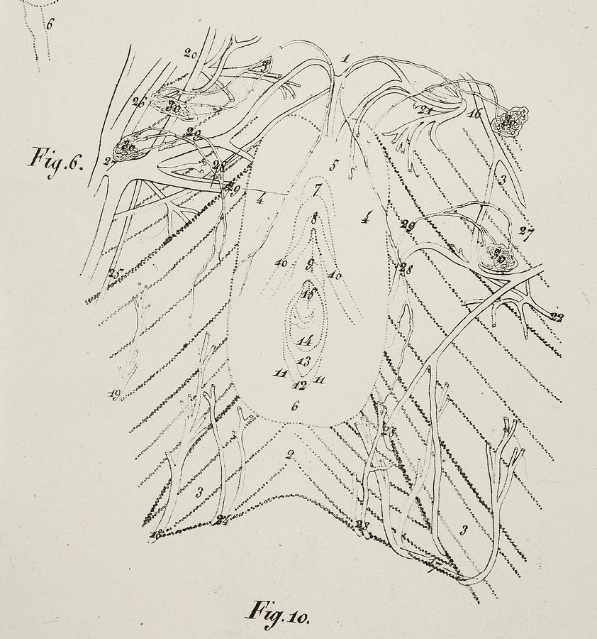 Anatomical Drawing. Vagina. Pelvic Floor Photograph by British Library