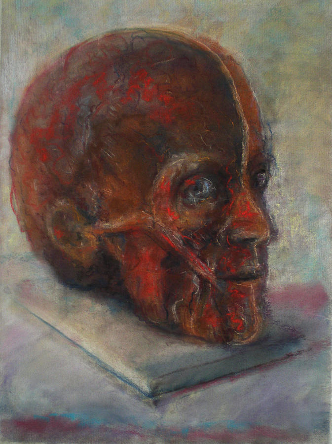 Anatomical Head Drawing by Paez  ANTONIO