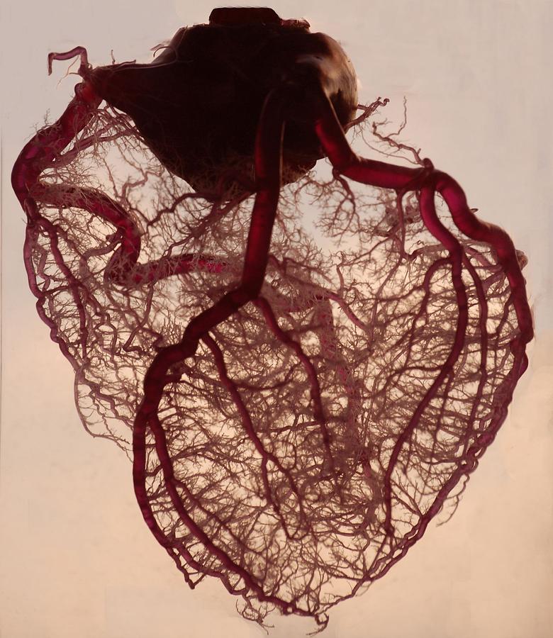 Anatomical Heart Photograph by Photos by Rob Jones III