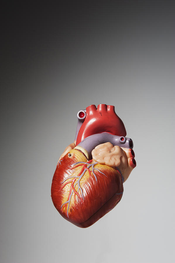 Anatomical model of human heart Photograph by Johner Images