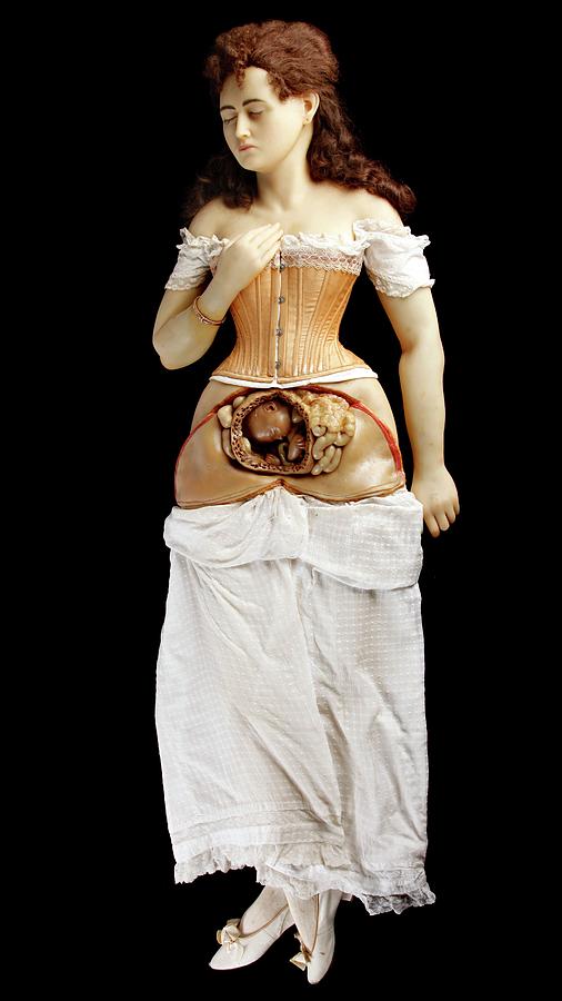 Anatomical Model Of Pregnant Woman Photograph by Gregory Davies