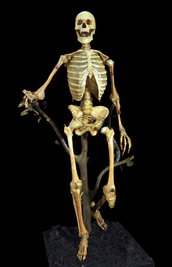 Anatomical Skeleton Model Photograph by Javier Trueba/msf
