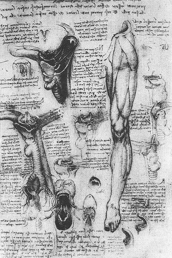 Anatomical studies Painting by Leonardo da Vinci Fine Art America
