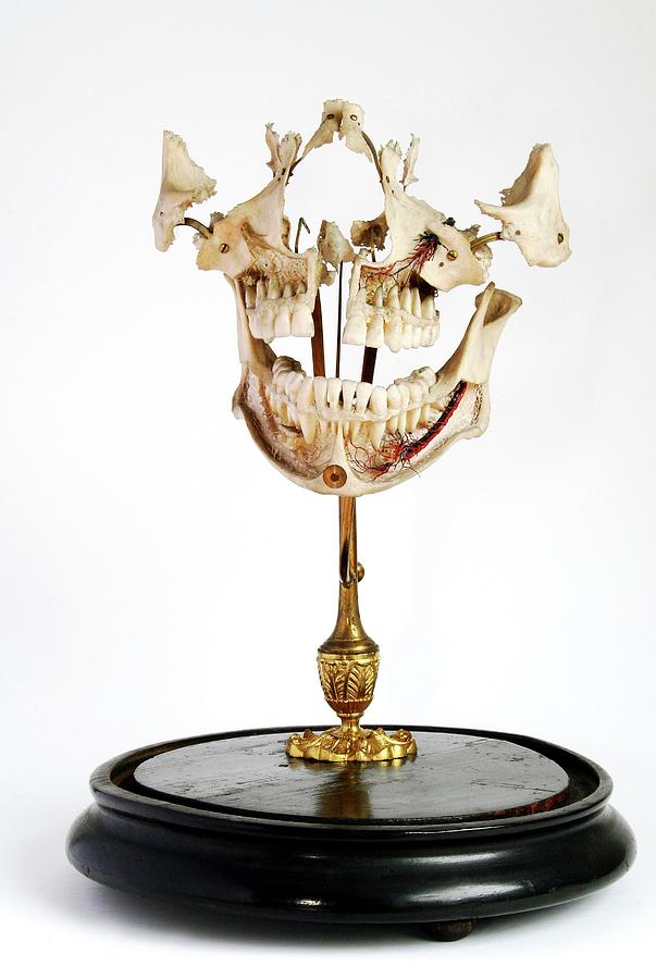 Anatomical Teaching Model Photograph By British Dental Association ...