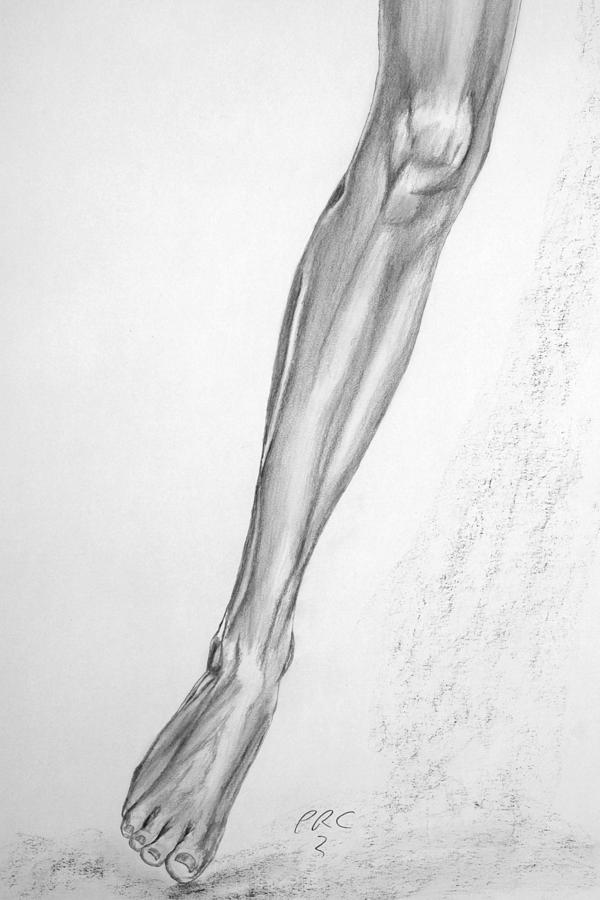 Anatomy 26 Drawing by Perry Robert | Fine Art America