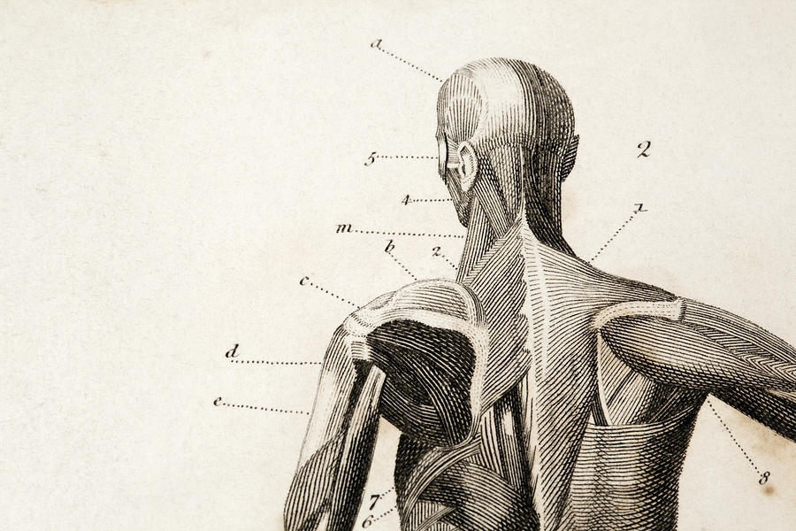 Anatomy engraving Drawing by Belterz