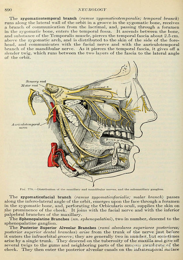 Anatomy human body old anatomical 104 Painting by Boon Mee - Fine Art ...