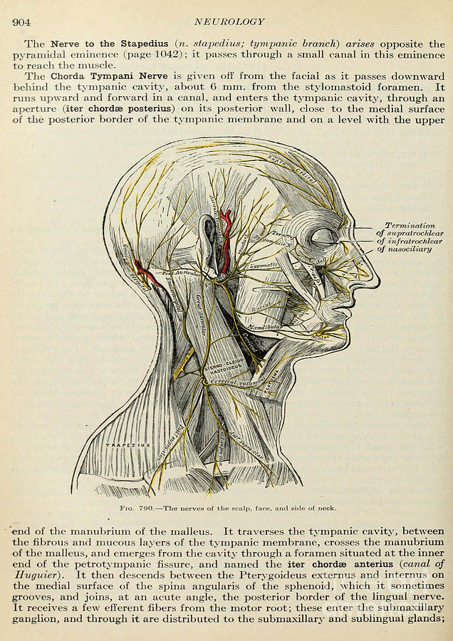 Anatomy human body old anatomical 106 Painting by Boon Mee - Pixels