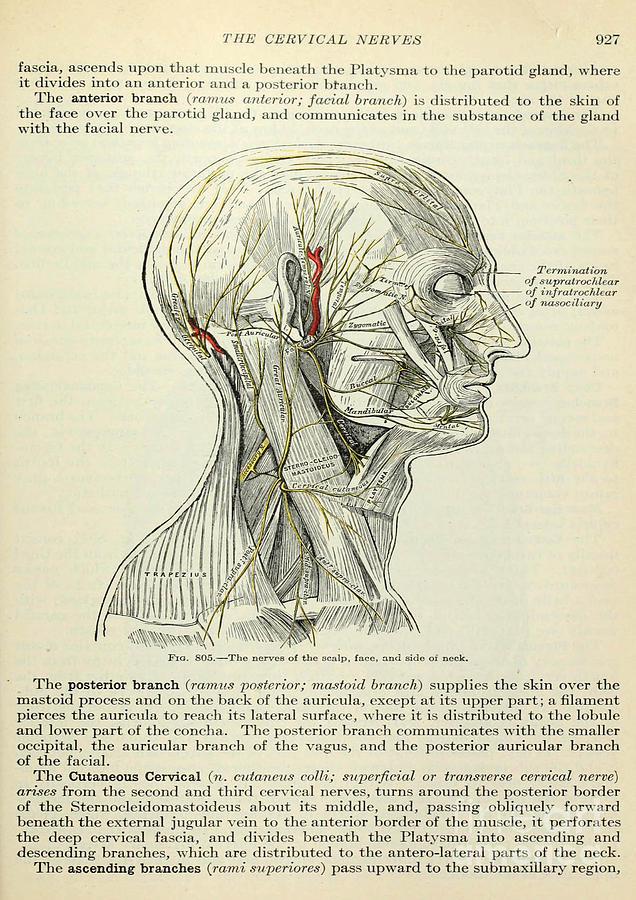 Anatomy human body old anatomical 107 Painting by Boon Mee - Fine Art ...