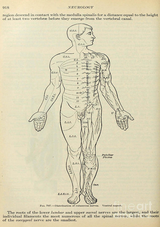 Anatomy human body old anatomical 108 Painting by Boon Mee - Fine Art ...