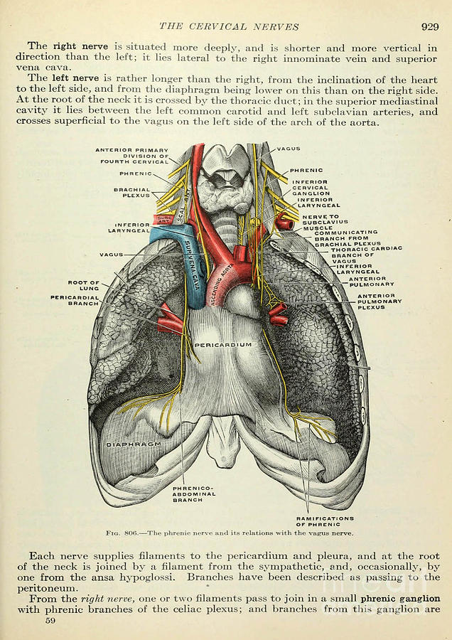 Anatomy human body old anatomical 110 Painting by Boon Mee