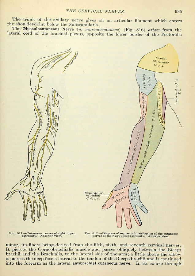 Anatomy human body old anatomical 111 Painting by Boon Mee