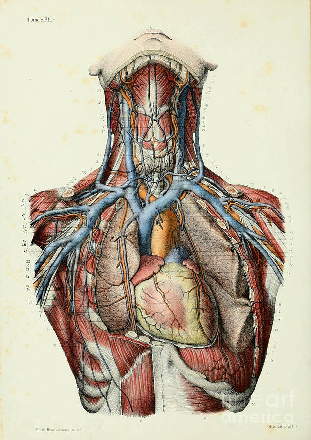 Anatomy human body old anatomical 46 Painting by Boon Mee