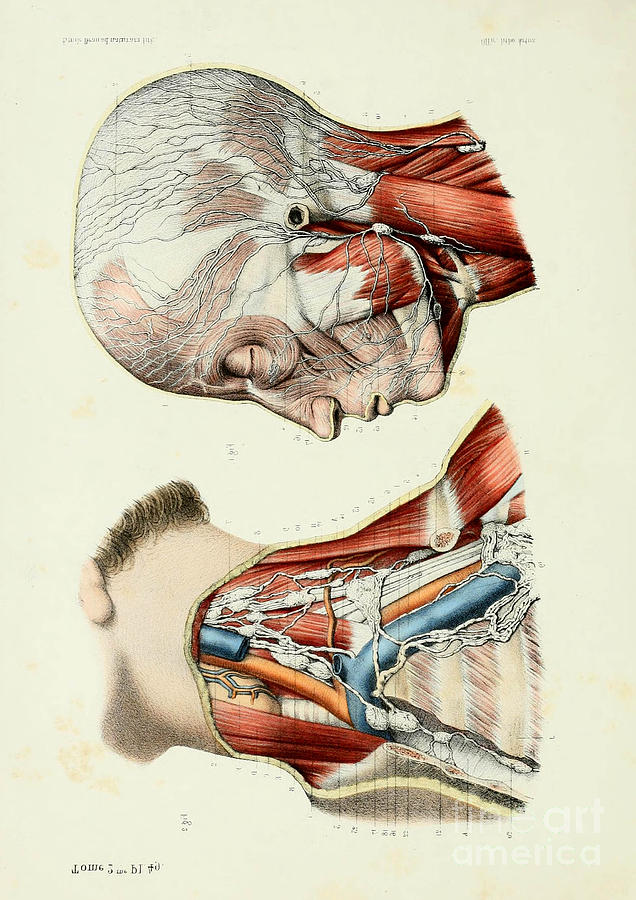 Old medical atlas illustration 51 Human Anatomy