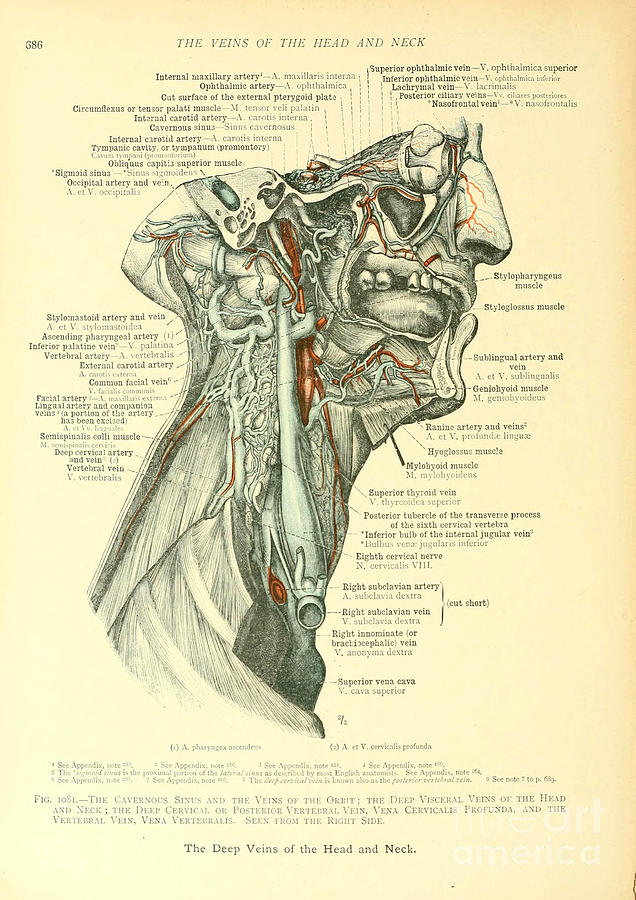 Anatomy human body old anatomical 55 Painting by Boon Mee - Fine Art ...