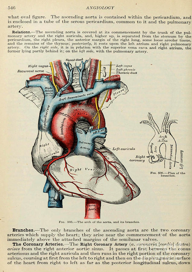 Anatomy human body old anatomical 87 Painting by Boon Mee - Fine Art ...