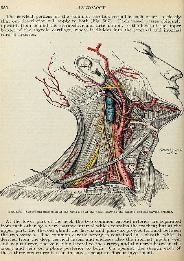 Anatomy human body old anatomical 88 Painting by Boon Mee - Fine Art ...