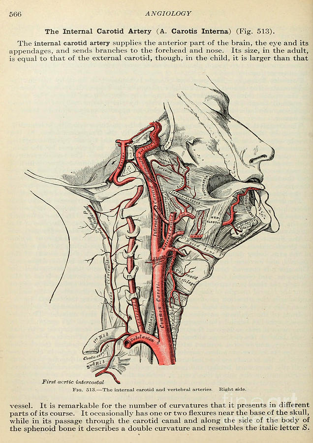 Anatomy human body old anatomical 91 Painting by Boon Mee - Pixels