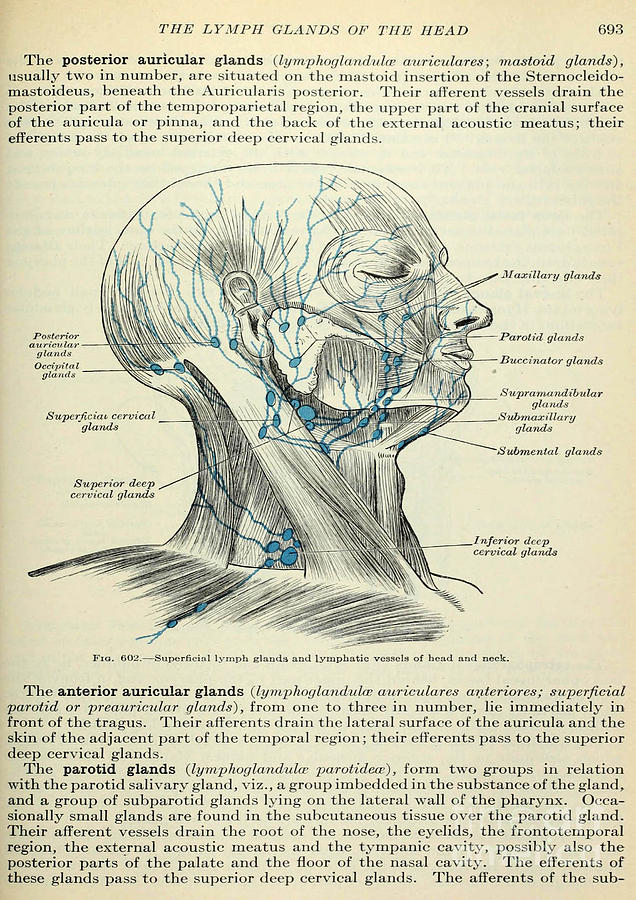 Anatomy human body old anatomical 98 Painting by Boon Mee