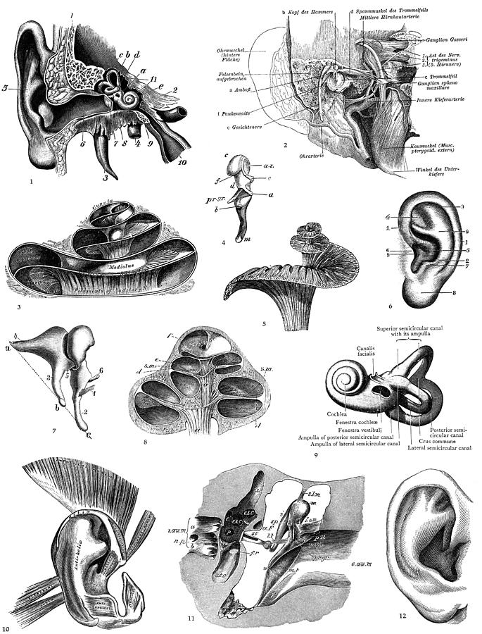 19th Century Photograph - Anatomy: Human Ear by Granger