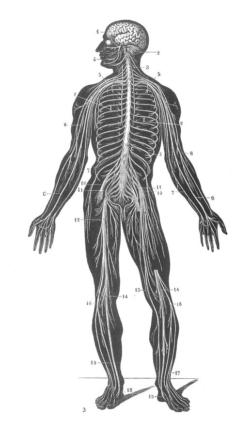 1890s Photograph - Anatomy: Nervous System by Granger