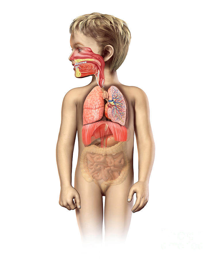 Anatomy Of A Childs Full Respiratory Digital Art by Leonello Calvetti