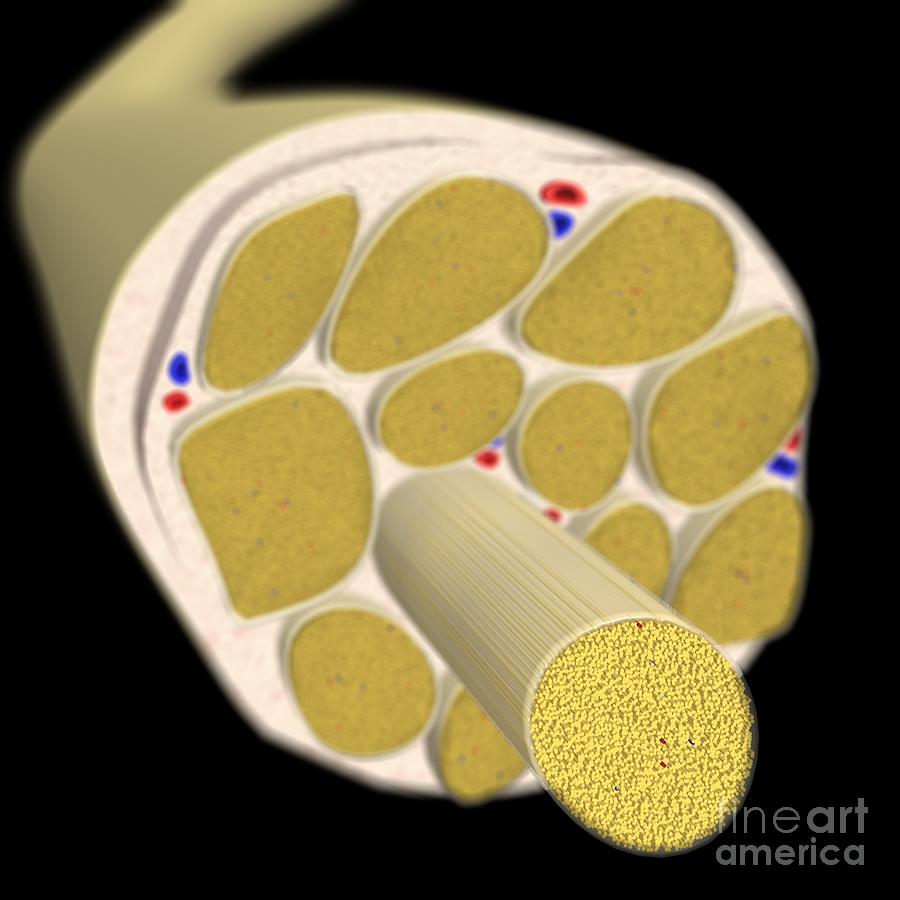 Anatomy Of A Nerve: With Fasciculi Photograph by Medical Images ...