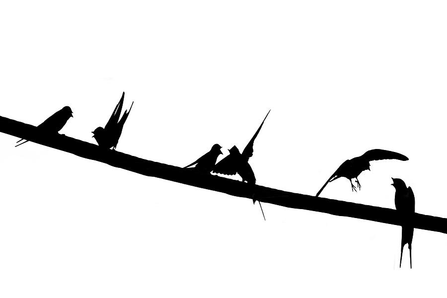 Swallow Photograph - Anatomy Of A Spat - Nothing is Black and White by Constantine Gregory