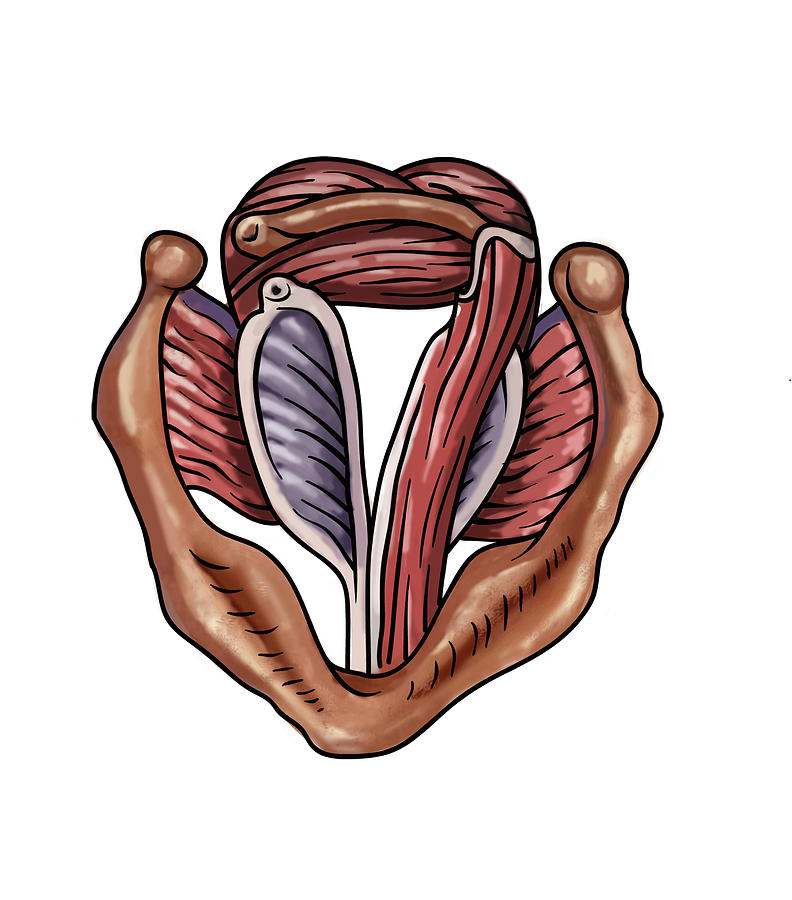 Anatomy Of A Trachea, Illustration Photograph by Spencer Sutton