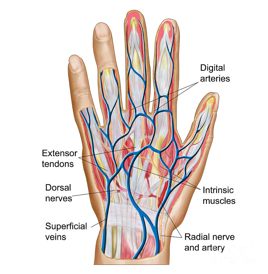 Healthcare Digital Art - Anatomy Of Back Of Human Hand by Stocktrek Images