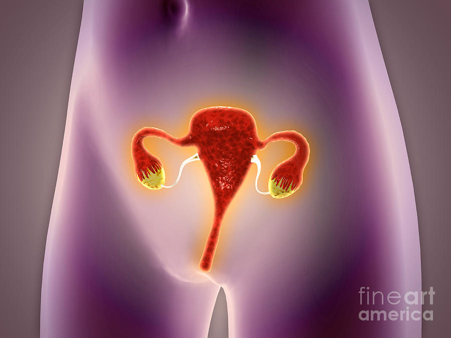 Red Digital Art - Anatomy Of Female Body With Uterus by Stocktrek Images