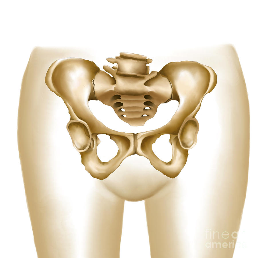 Anatomy Of Female Hips And Pelvic Bones Digital Art by Stocktrek Images -  Pixels
