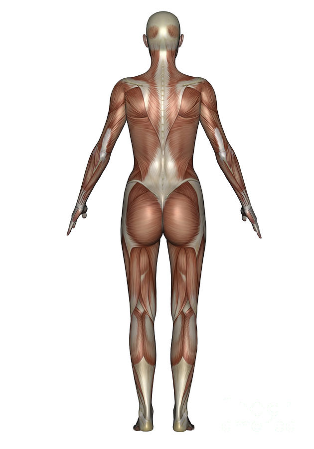 Anatomy Of Female Muscular System, Back Digital Art by Elena Duvernay