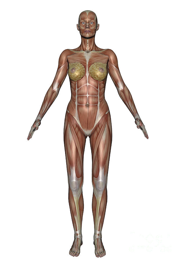 Anatomy Of Female Muscular System Digital Art by Elena Duvernay