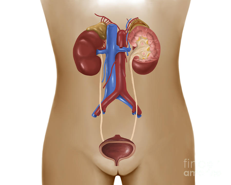 https://images.fineartamerica.com/images-medium-large-5/anatomy-of-female-urinary-system-stocktrek-images.jpg