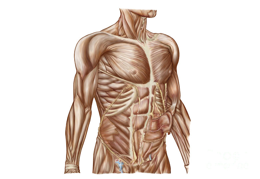 Anatomy Of Human Abdominal Muscles Digital Art