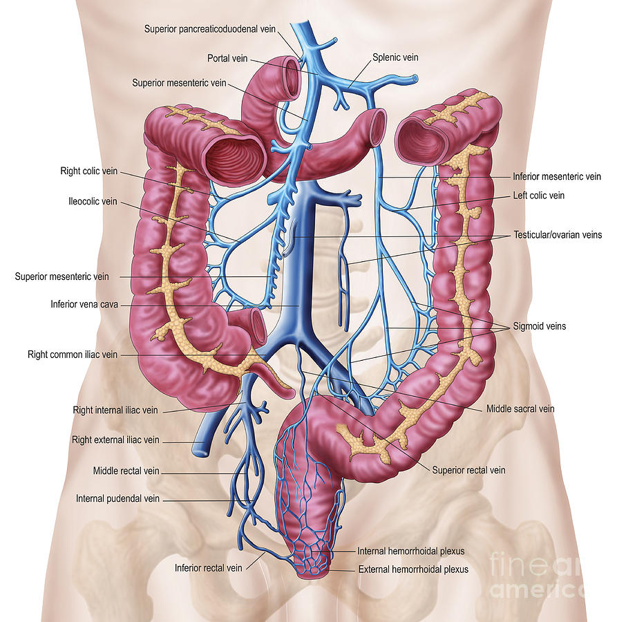 Anatomy Of Human Abdominal Vein System Digital Art by ...